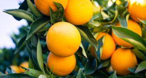 comprar naranjas